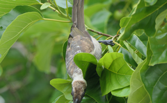 Philemon buceroides yorki