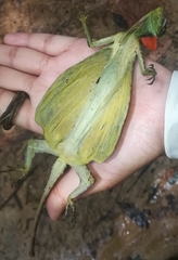 Draco blanfordii