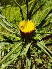 Geigeria burkei