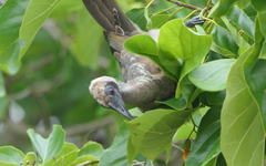 Philemon buceroides yorki
