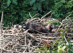 Stephanoaetus coronatus
