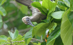 Philemon buceroides yorki