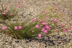 Dianthus