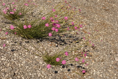 Dianthus