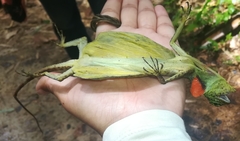 Draco blanfordii
