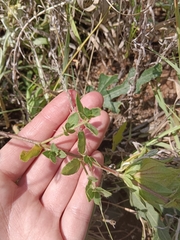 Barleria macrostegia