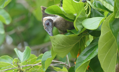 Philemon buceroides yorki
