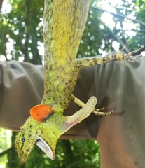 Draco blanfordii