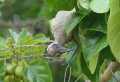 Philemon buceroides yorki