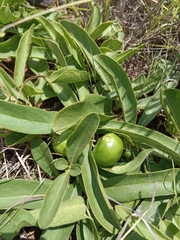 Pygmaeothamnus zeyheri