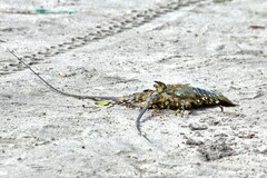 Panulirus ornatus