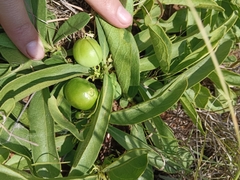 Pygmaeothamnus zeyheri