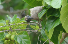Philemon buceroides yorki