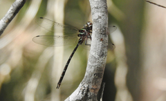 Austroaeschna cooloola