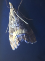 Glaucocharis chrysochyta