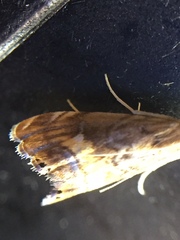 Glaucocharis chrysochyta