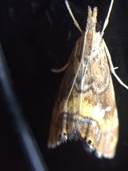 Glaucocharis chrysochyta