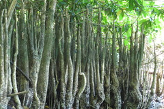 Sonneratia caseolaris