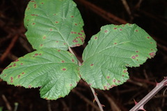 Rubus ulmifolius image