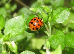 Harmonia axyridis