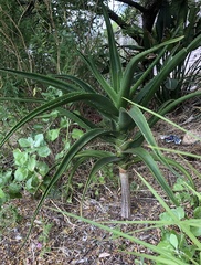 Aloidendron barberae
