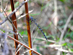 Austroaeschna cooloola