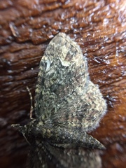 Pasiphilodes testulata