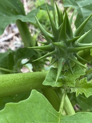 Datura ferox
