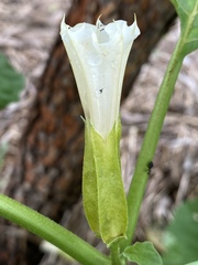 Datura ferox