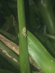 Scinax