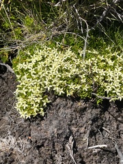 Stackhousia pulvinaris