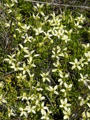 Stackhousia pulvinaris