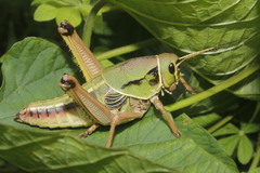 Brachystola behrensii