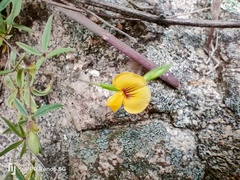 Zornia capensis capensis