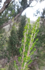Erica platycodon