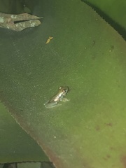 Centrolenidae