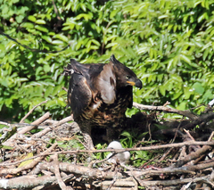 Stephanoaetus coronatus