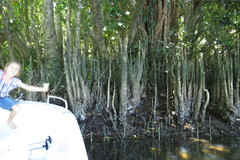 Sonneratia caseolaris