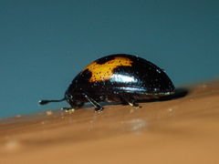 Aulacocheilus