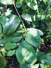 Allocassine laurifolia