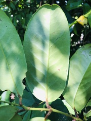 Allocassine laurifolia