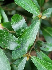 Elaeagnus oldhamii