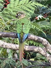 Pyrrhura frontalis