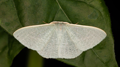 Prasinocyma ocyptera