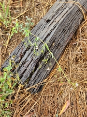 Boerhavia dominii