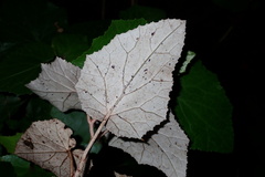 Pericallis appendiculata image