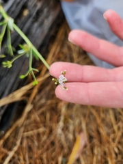 Boerhavia dominii
