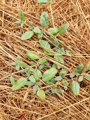 Boerhavia dominii
