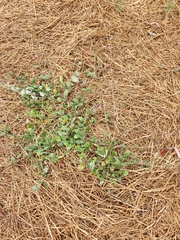 Boerhavia dominii
