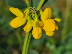 Coronilla valentina